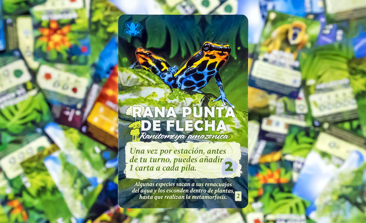 Detalle Rana Punta de Flecha